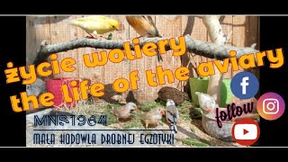 the life of the aviary/życie woliery 18.07.2021