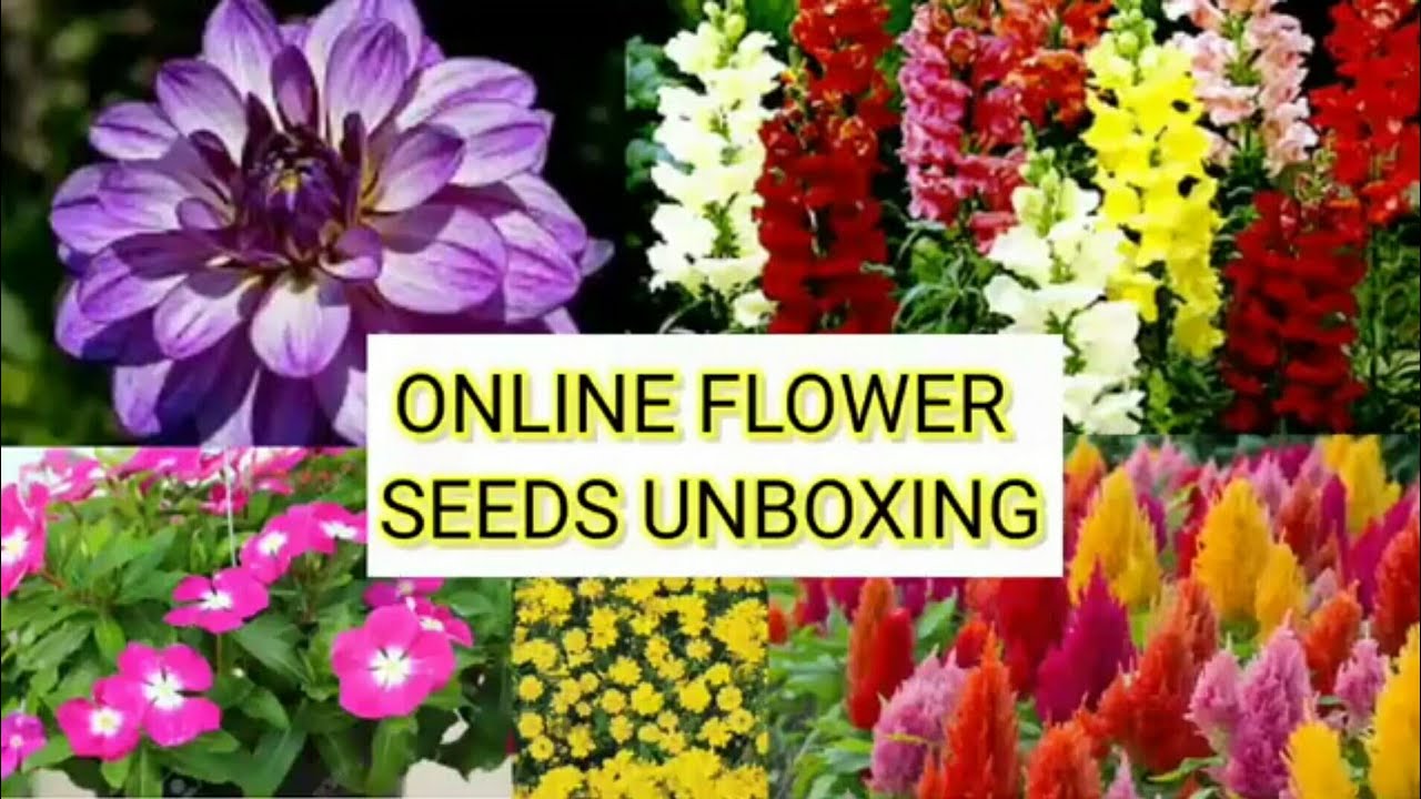 Amazon Flower Seeds Unboxing / Amazon Haul YouTube