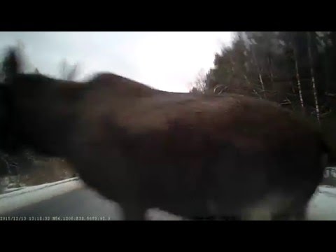 Сбили лося на дороге/Ran down a moose on the road