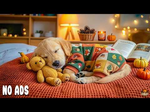 12 HOURS Sleep Music for Dogs 🐶 Deep Relaxation & Comfort for Anxious Dogs 🌈 Dog Music