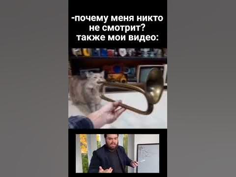Мем Кошька с трубой #shorts #memes #приколы #мемы #весело - YouTube