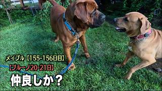 Maple and Bruno playing together every day [Day 155 156 for Maple, Day 20 21 for Bruno]