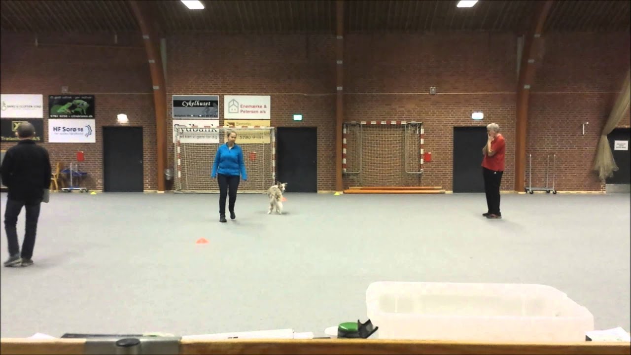 Coffee in FCI Obedience, Class 3, 20-02-2016