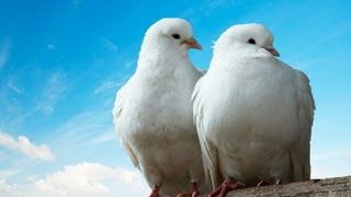 What Is a Dove Like as a Pet? | Pet Bird Resimi