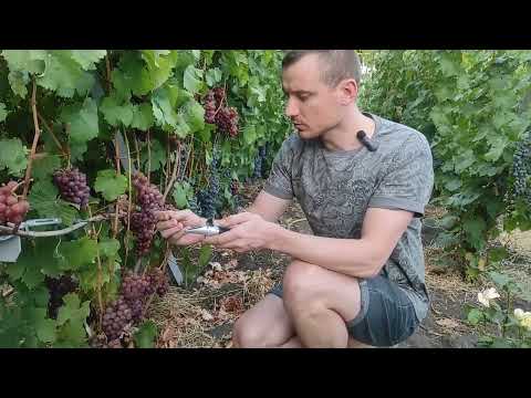 Виноград Аромелла, Цитронный
