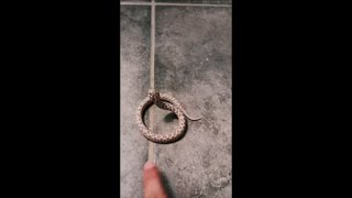 Little Snake Refuses to Be Picked up by Owner and Kept Spinning Around to Bluff Strike
