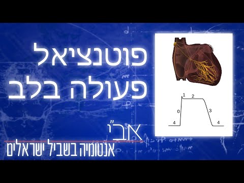 פוטנציאל פעולה בלב