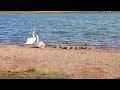 A large family of swans 🦢 are relaxing on the beach / Большая семья лебедей 🦢 отдыхает на пляже +