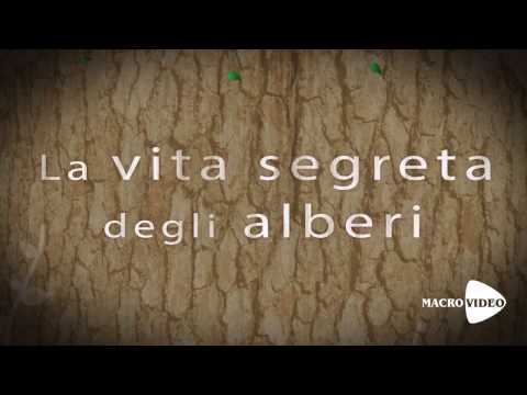 Video: La Vita Tra Gli Alberi