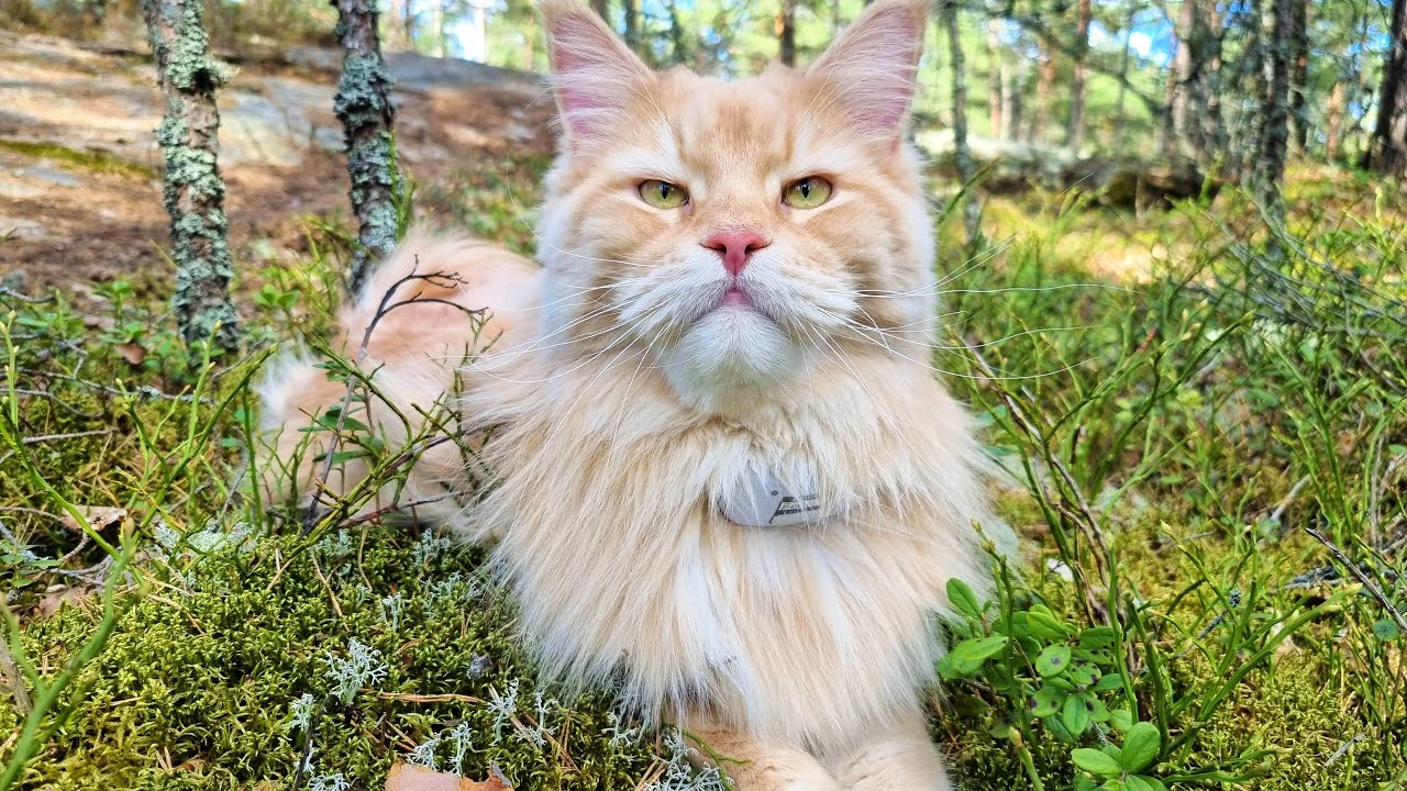 Happy Maine Coon Cat Enjoying a Nice Day In The Forest! - YouTube