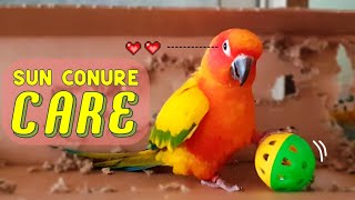 How to Take Care of Sun Conure