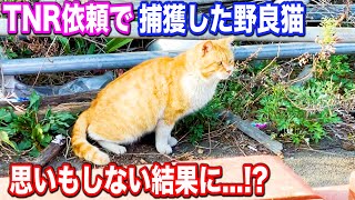 TNR依頼で捕獲した野良猫が思いもしない結果に...!? #猫 #保護猫 #cat