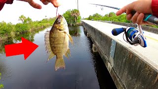 My Most INSANE Bridge MONSTER Day Yet!! BIG Bait!!