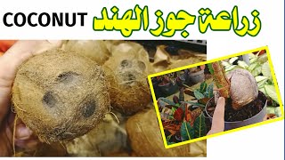 كيفية زراعة جوز الهند (النارجيل) من الجوز في المنزل Cultivation of coconut