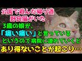 公園で遊んだ帰り道に野良猫がいた 3歳の娘が「痛い痛い」と言っているというので動物病院に連れて行くとあり得ないことが起こり・・霊感？生まれ変わり？【猫の不思議な話】