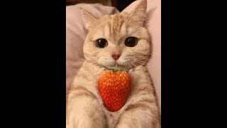 Magmacraft Kill Montage