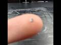 Worlds Smallest Print!?! (Day 13_)