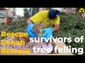 Survivors of tree felling