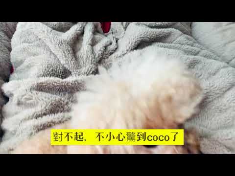 古怪精灵的灵妹妹，誰說靈緹犬的智商只有排46位噠
