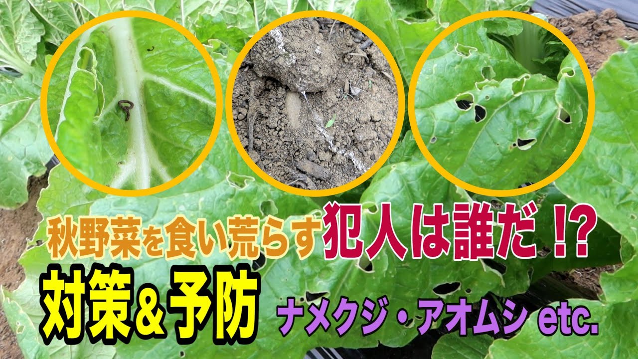 秋野菜編 ナメクジ対策 アオムシ予防 ガーデンドクターtv26 Youtube