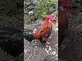 Suara Ayam Hutan Pikat