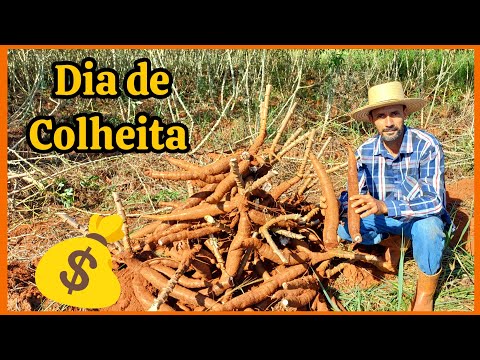 Mais um dia de colheita das mandioca.