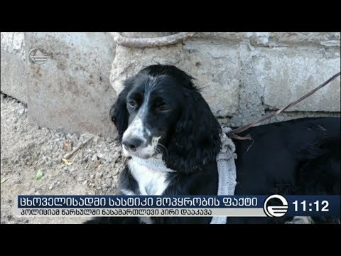 ცხოველის მიმართ სასტიკი მოპყრობის ფაქტი