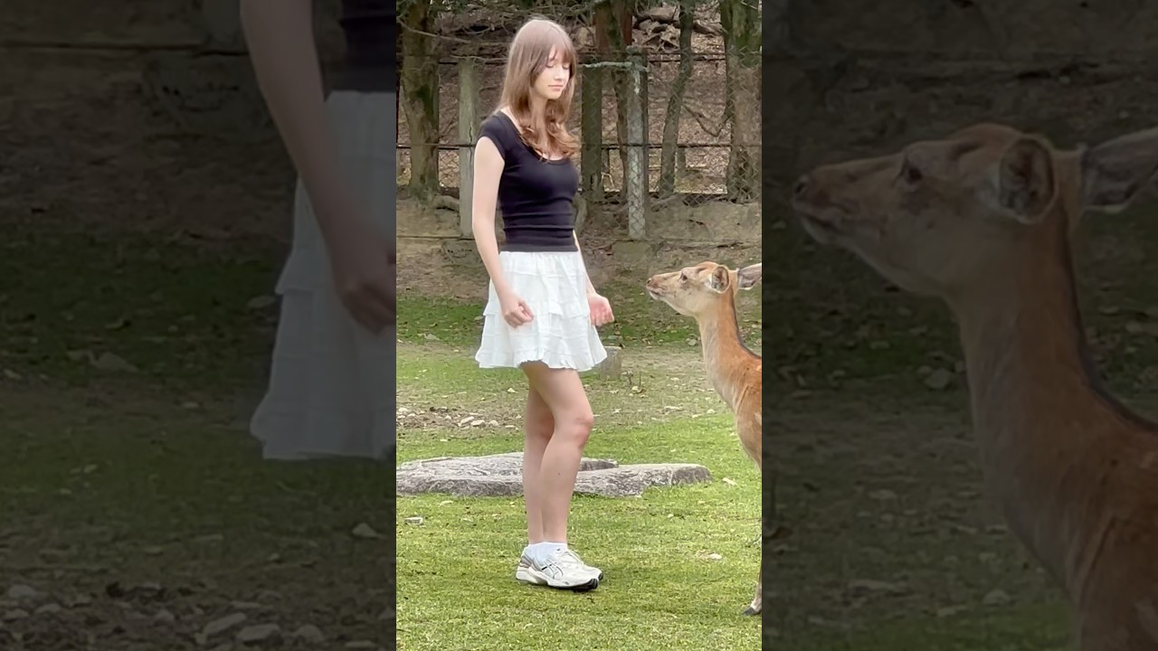 鹿と記念撮影で楽しむ観光客奈良公園#naraparkjapan #shortvideo