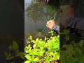 how to catch shrimp super fast and easy #fishing #traditional #usa #usareels #UnitedStates #unitedki