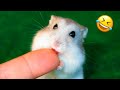 Funny Hamsters Videos Cute And Funny Moments Of The Animals Part 2 