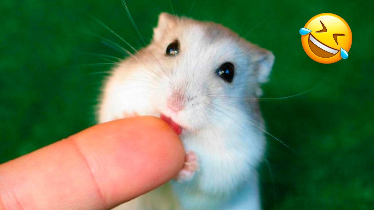 Funny Hamsters Videos | Cute and Funny Moments of the Animals Part 2