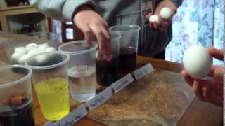 Egg School Science Experiment