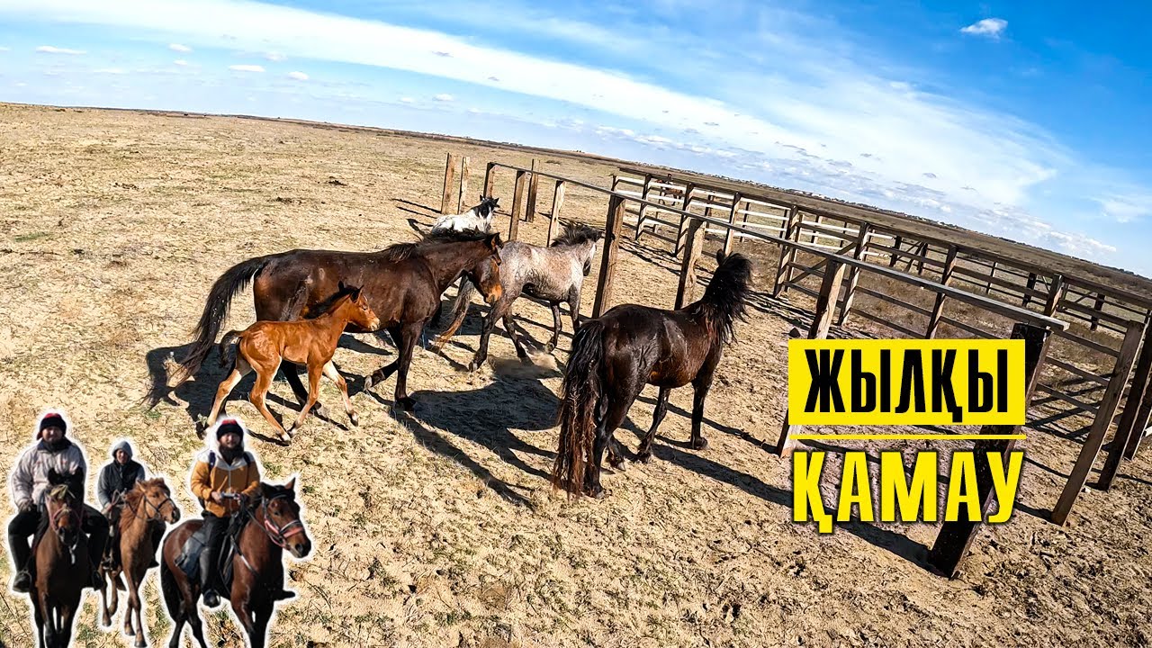 Атқа мініп | Жылқы қамау | Қара айғырдағы құлынды биемді бөліп алдық.