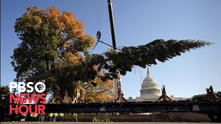 WATCH LIVE: The Capitol Christmas tree arrives in Washington, D.C. to kickoff holiday season
