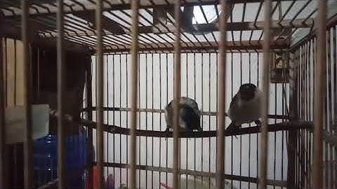 Ternak burung kutilang dikandang gantung