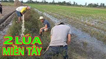 BẮT CHUỘT ĐỒNG CÙNG NHÓM ANH HỒNG - PHẦN KẾT - TT447