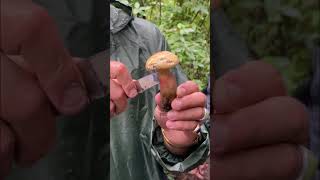 Bitter Boletes
