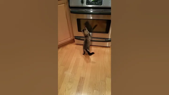 Hermione attacks 'oven cat'