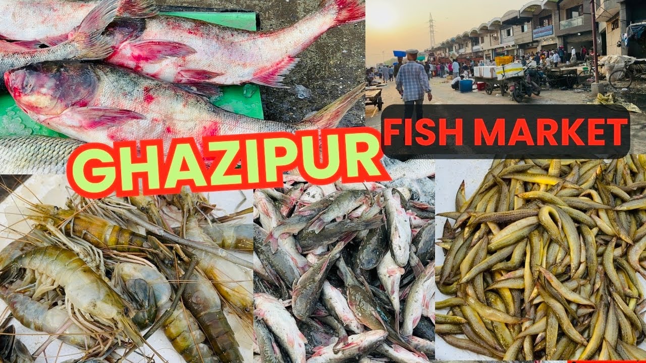 Ghazipur Fish Market Delhi ghazipur fish mandi ghazipur fish market ghazipur fish mandi delhi