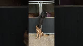 Loving Horse Leaning Towards a Dog