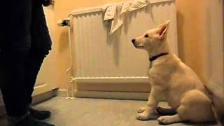 Httpbootcampdogs.wordpress.com - Dyrka 8½ Veckor