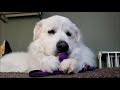 Chewie, the Great Pyrenees, loves chewing his toys.