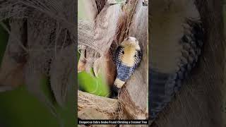Dangerous Cobra Snake Found Climbing a Coconut Tree #snake #wildlife #animals