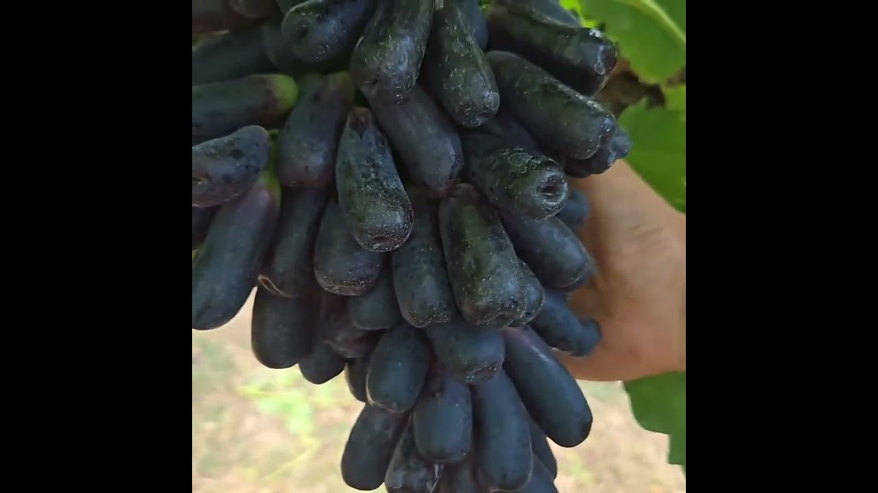 오로지#블랙사파이어#고집하시는#형님농장방문#