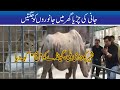 Jani Ki Zoo Mein Dhmake Dar Entery | Seeti 41 | 26 Sept 2020 | City 41