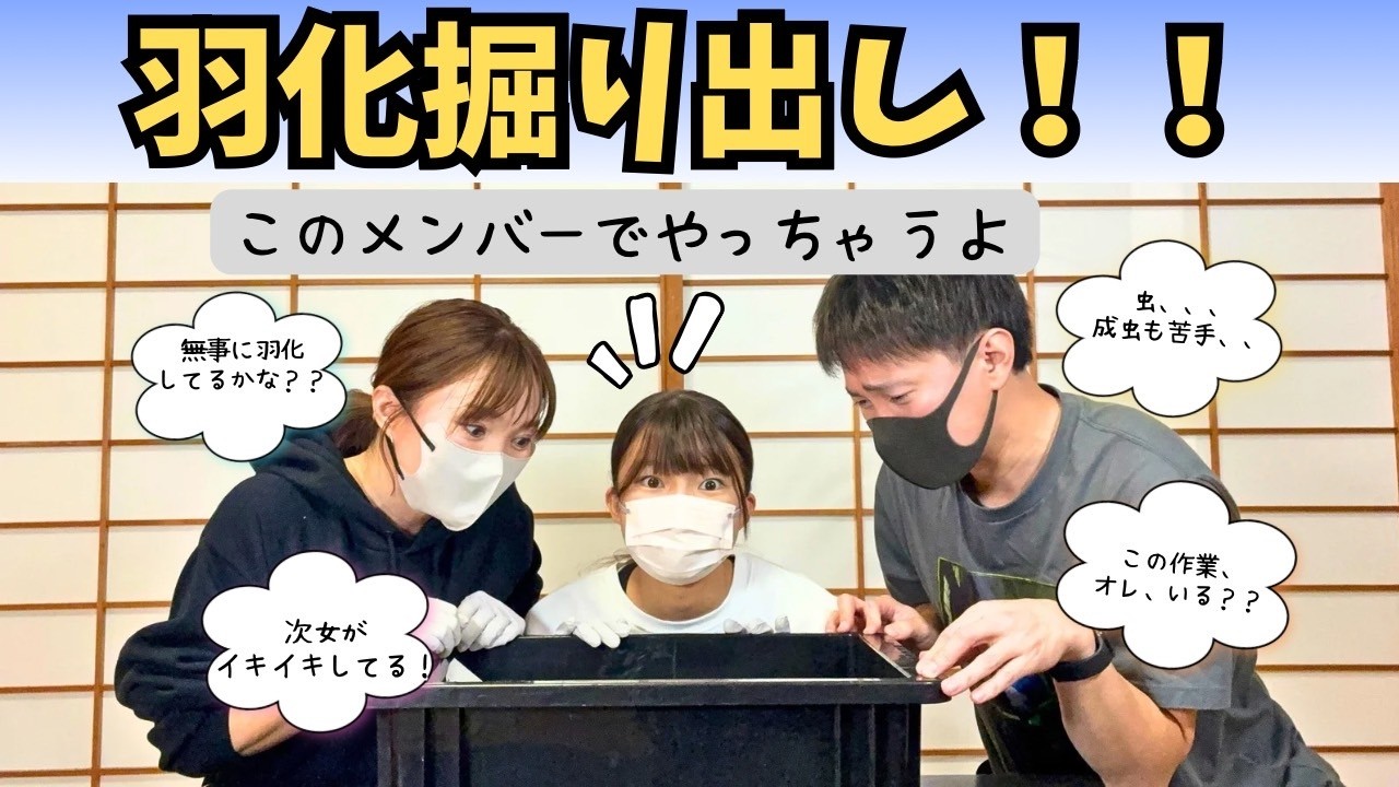 【成体の羽化掘り出し】年始だからおとうとも一緒にやったよ！【ティティウスシロカブト】【スマトラオオヒラタクワガタ】