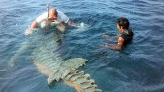 14 Weirdest Animal Photos Explained 14 Weirdest Animal Photos Explained