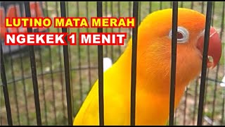 lovebird lutino mata merah ngekek  1 menit cocok buat pancingan dan masteran