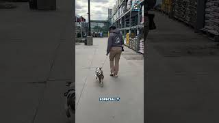 What’s the ONE behavior driving you crazy right now? | K9 Mania Dog Training
