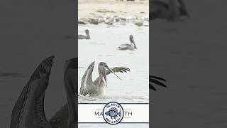 Young pelican grabs something that scares it half to death! What did it see?